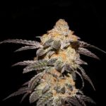 Mostly Sativa – Happy – Indoor-friendly – French Cookies strain – image 2 – from TH Seeds via Seed City