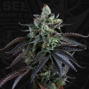 Image 1 of French Macaron Autoflowering cannabis by TH Seeds – Auto-Flowering – Indica-heavy – Happy – Seed City