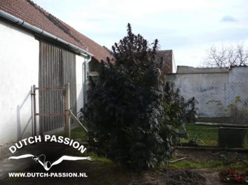 Frisian Dew from Dutch Passion Seeds