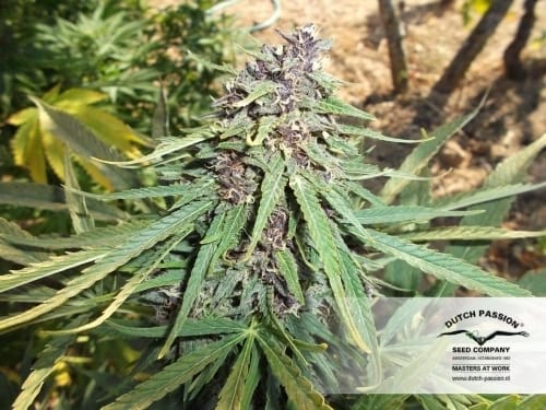 showing Skunky – Beginning of October – Feminized – image 2 – Seed City
