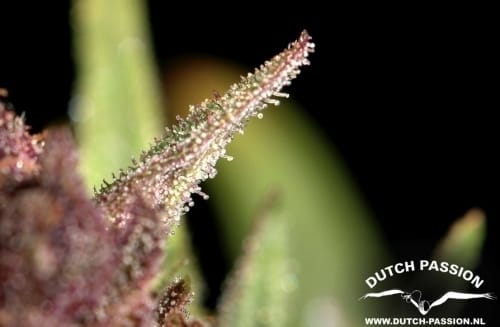 Image 3 of Frisian Dew cannabis by Dutch Passion Seeds – Beginning of October – Skunky – High Yielding – Seed City