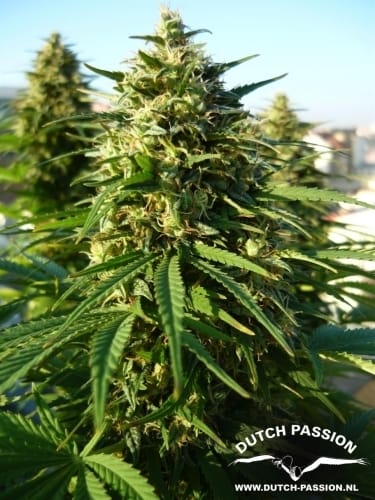 Frisian Dew from Dutch Passion Seeds