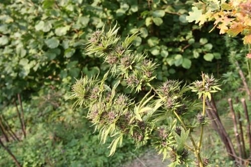 showing Outdoor – 12/12 Photoperiod – High Yielding – image 4 – Seed City