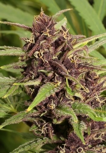 Frisian Dew cannabis seeds – Beginning of October – High Yielding – Outdoor – image 5 from Seed City