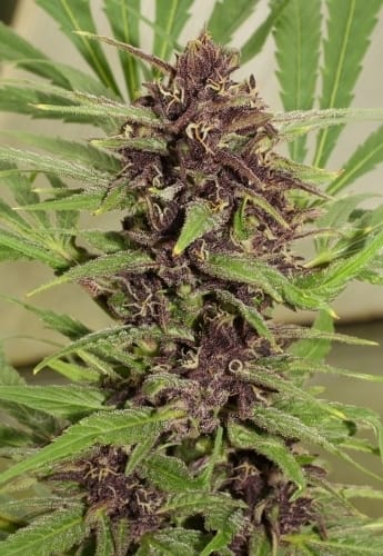 Frisian Dew from Dutch Passion Seeds