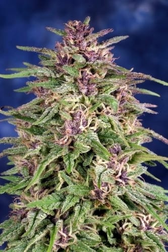 showing Feminized – High Yielding – Skunky – image 6 – Seed City