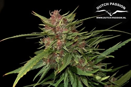 Image 7 of Frisian Dew cannabis by Dutch Passion Seeds – High Yielding – 12/12 Photoperiod – Feminized – Seed City