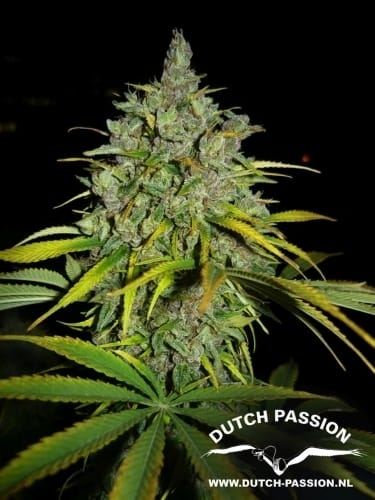 Image 8 of Frisian Dew cannabis by Dutch Passion Seeds – Outdoor – Skunky – Beginning of October – Seed City