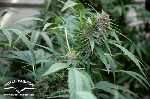 Frisian Dew by Dutch Passion Seeds – High Yielding – Beginning of October – Skunky – image 9 – Seed City