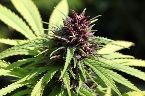 Skunky – High Yielding – 50% Indica/50% Sativa – Frisian Dew strain – image 10 – from Dutch Passion Seeds via Seed City