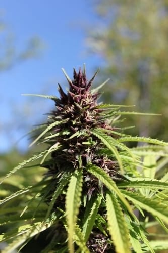 Frisian Dew by Dutch Passion Seeds – 12/12 Photoperiod – High Yielding – Skunky – image 11 – Seed City