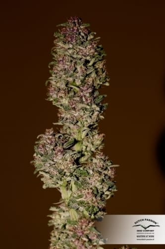 Frisian Dew from Dutch Passion Seeds