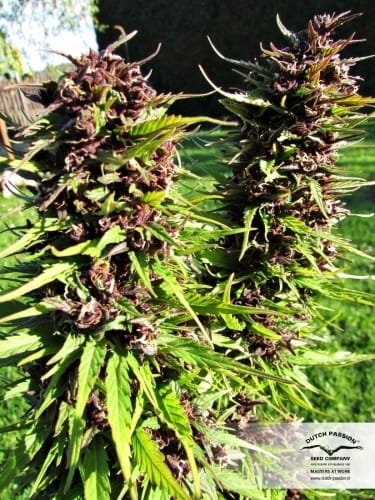 showing 12/12 Photoperiod – 50% Indica/50% Sativa – Skunky – image 12 – Seed City