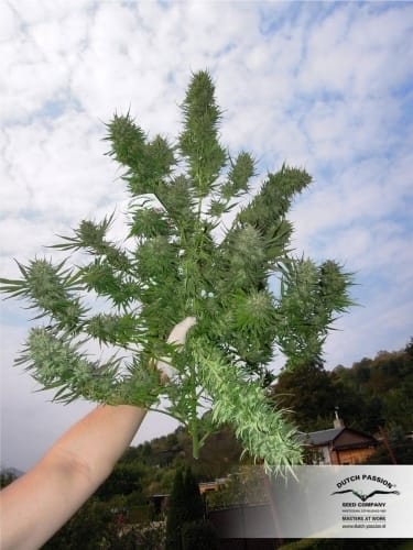 Feminized – Skunky – High Yielding – Frisian Dew strain – image 13 – from Dutch Passion Seeds via Seed City