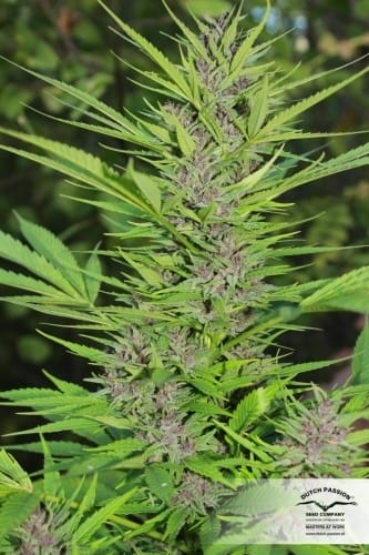 Skunky – 12/12 Photoperiod – High Yielding – Frisian Dew strain – image 16 – from Dutch Passion Seeds via Seed City