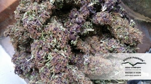 Frisian Dew from Dutch Passion Seeds