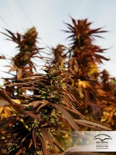 showing Feminized – Skunky – Outdoor – image 17 – Seed City