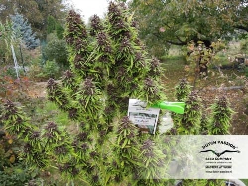Frisian Dew from Dutch Passion Seeds