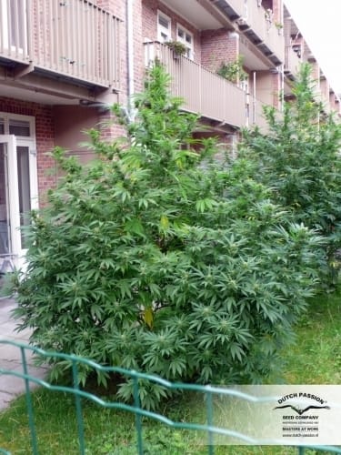 showing Skunky – 12/12 Photoperiod – High Yielding – image 18 – Seed City