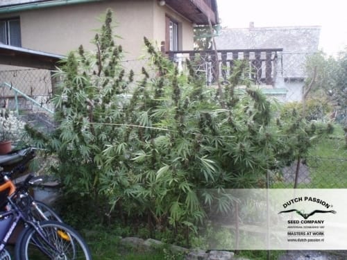 Frisian Dew by Dutch Passion Seeds – Outdoor – 12/12 Photoperiod – High Yielding – image 19 – Seed City