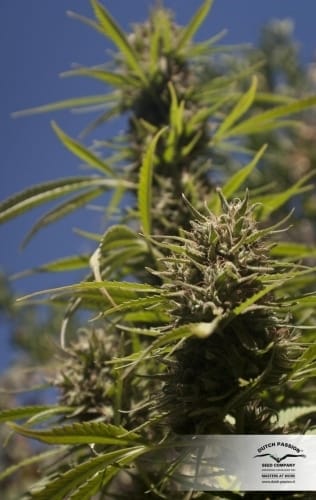 Image 20 of Frisian Dew cannabis by Dutch Passion Seeds – Outdoor – Skunky – 50% Indica/50% Sativa – Seed City