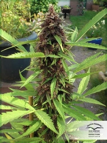 12/12 Photoperiod – High Yielding – Outdoor – Frisian Dew strain – image 21 – from Dutch Passion Seeds via Seed City