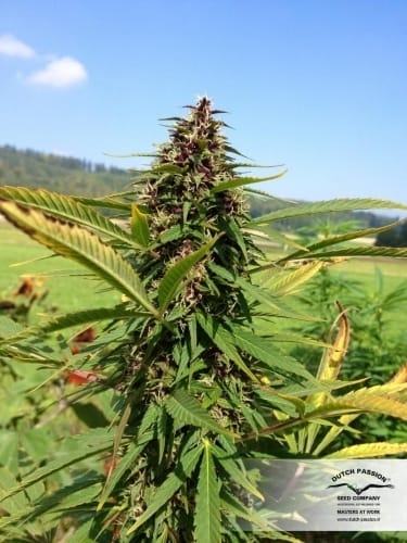 Image 22 of Frisian Dew cannabis by Dutch Passion Seeds – Outdoor – Feminized – High Yielding – Seed City