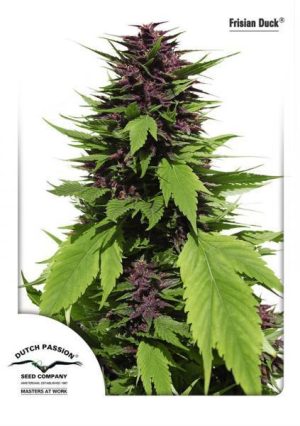Frisian Duck cannabis seeds – 12/12 Photoperiod – Outdoor cultivation – Sativa-leaning – image 1 from Seed City