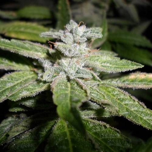 Feminized – Outdoor – Berry – Fromage Blue strain – image 5 – from Pheno Finder Seeds via Seed City
