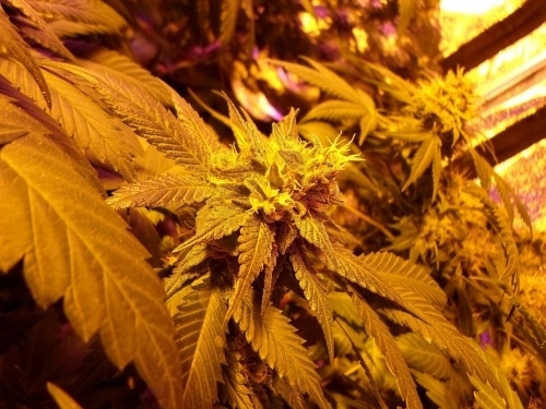 Image 2 of Fromage Blue cannabis by Pheno Finder Seeds – Outdoor – 12/12 Photoperiod – Feminized – Seed City