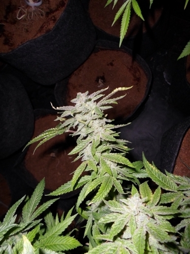 Fromage Blue from Pheno Finder Seeds