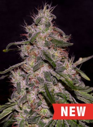 Frosted Guava cannabis seeds – High Yielding – Indica-heavy – Berry – image 1 from Seed City