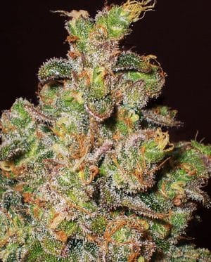 Funky Skunk AKA Cheese