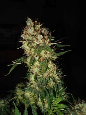 G13 x Blueberry Headband