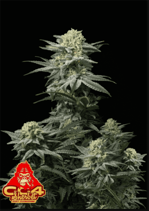 GG4 Sherbet Fast Flowering