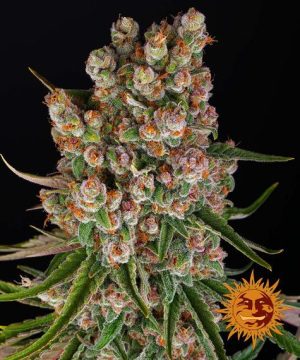 GMO Auto from Barneys Farm Seeds
