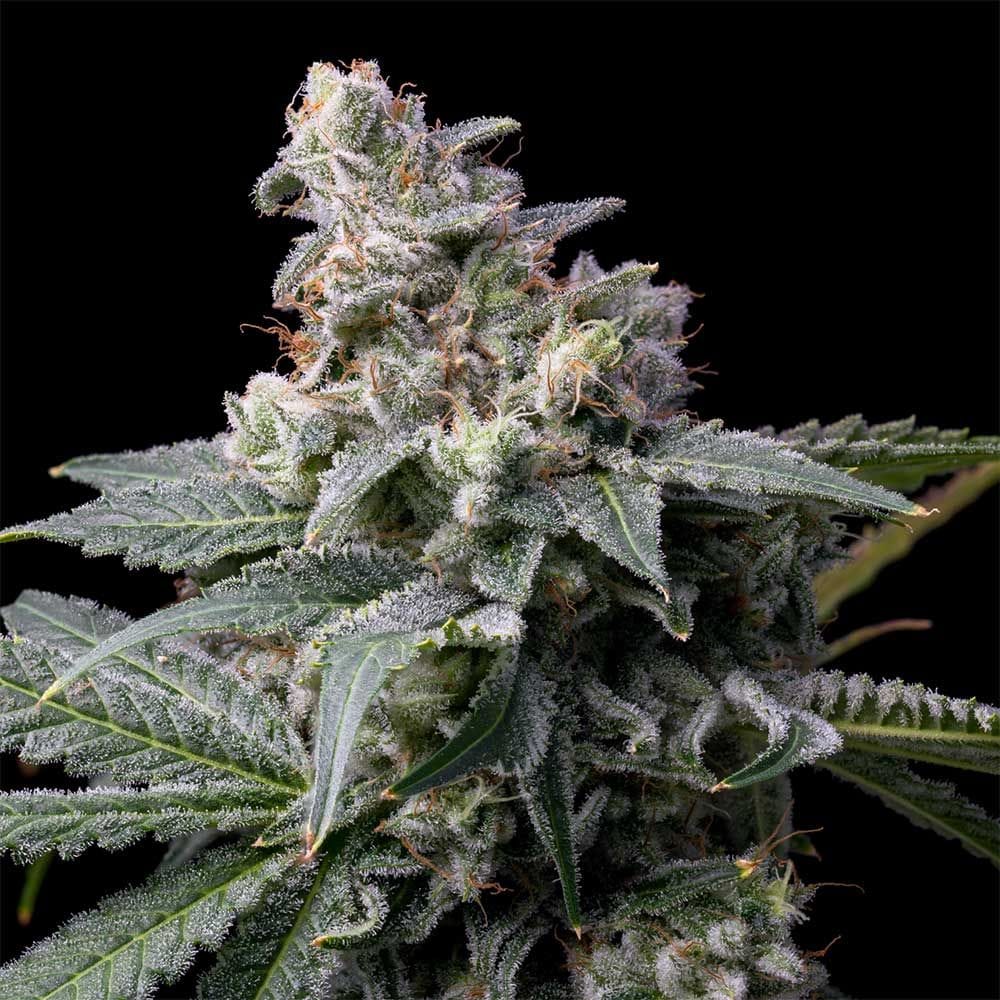 GMO x Hollywood by Cookies Seed Bank – 12/12 Photoperiod – Sweet – Feminized – image 1 – Seed City