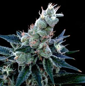 GYO Collection – Double Alien