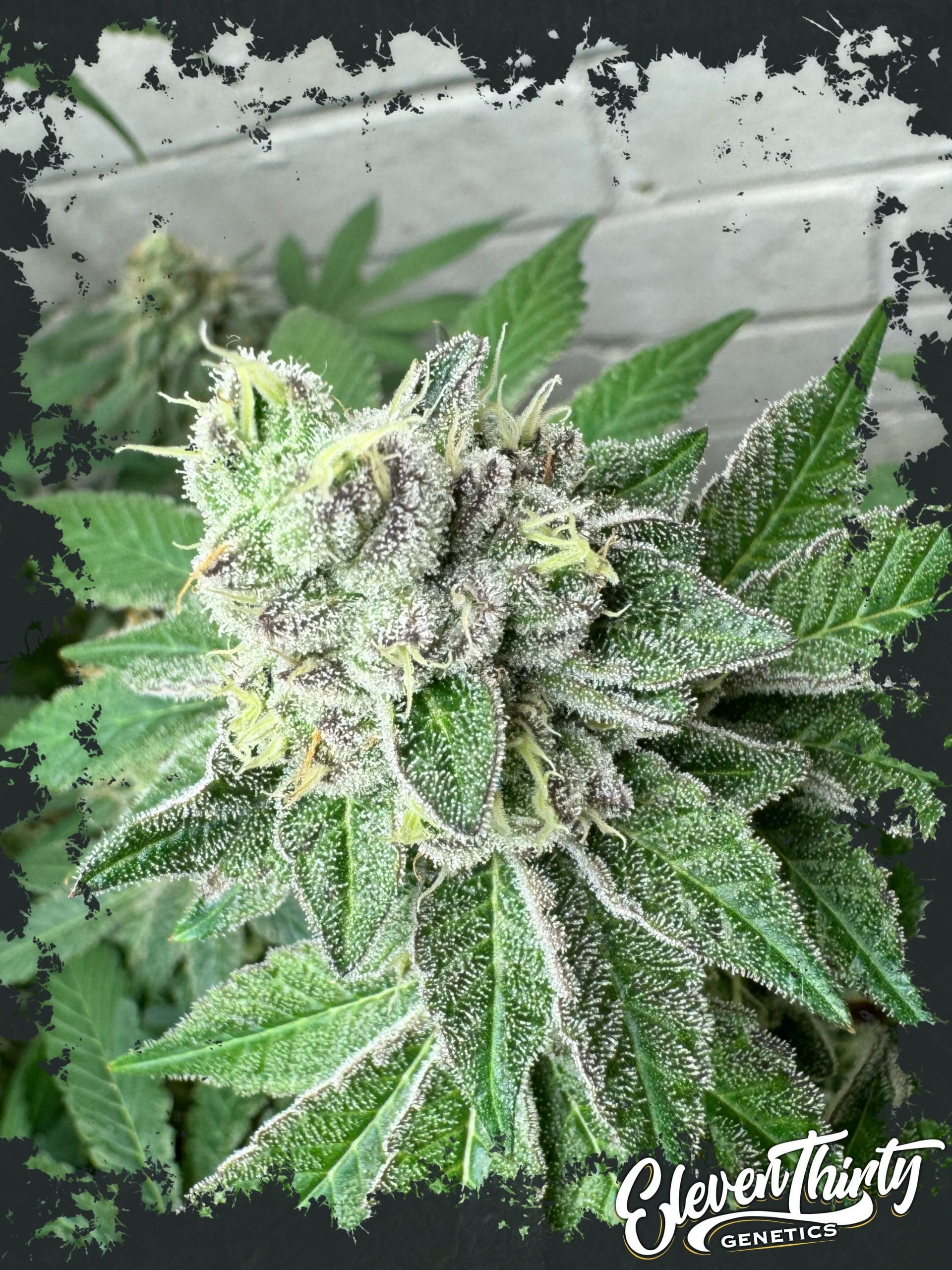 Image 1 of Garlic Budder cannabis by ElevenThirty Genetics – Indica-heavy – Outdoor cultivation – Gassy – Seed City