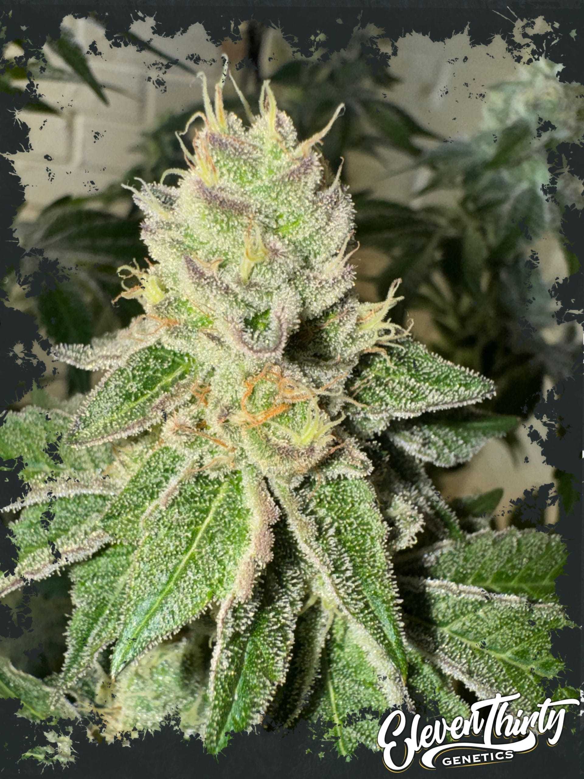 Garlic Budder Auto by ElevenThirty Genetics – Indica Dominant – Cake – Female seeds – image 1 – Seed City