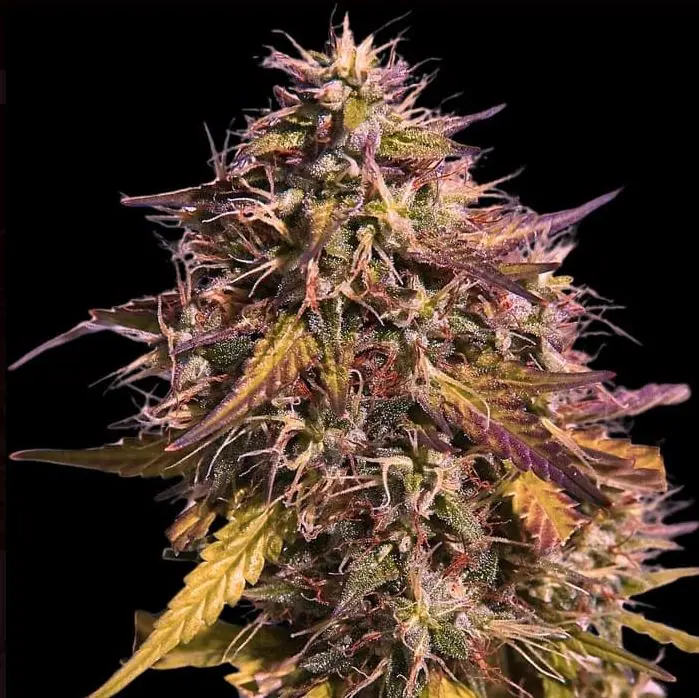 Superforça – Alto Rendimento – Fotoperíodo 12/12 – Gas Face cepa – imagem 1 – de Empire Seeds via Seed City