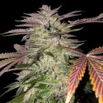 Gelato Cake from TH Seeds