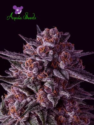 Gelato Dream cannabis seeds – Female seeds – Sativa-leaning – 12/12 Photoperiod – image 1 from Seed City