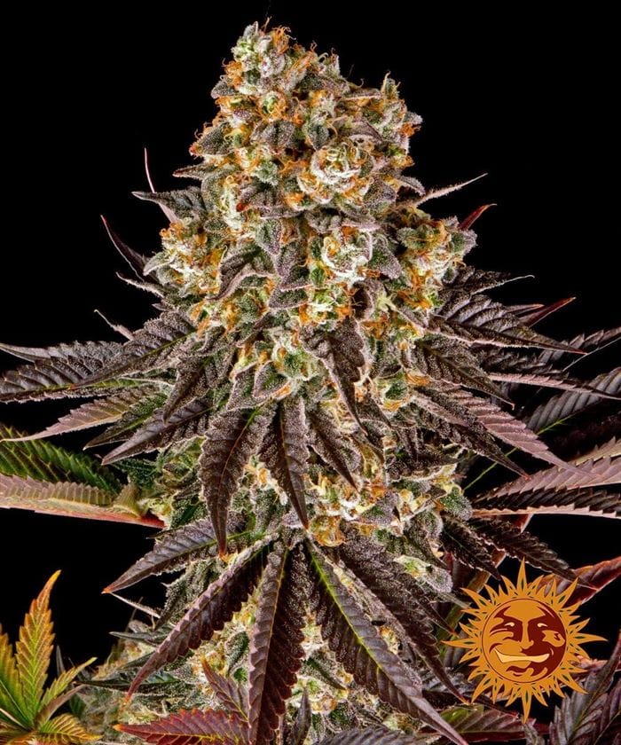 Gelato 45 by Barneys Farm Seeds – 12/12 Photoperiod – Euphoric – Mostly Indica – image 1 – Seed City