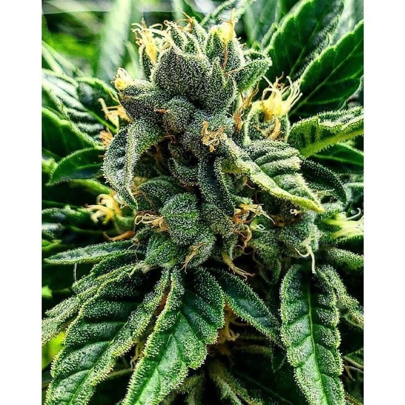 Gelato al Limone cannabis seeds – Female seeds – Vanilla – High Yielding – image 1 from Seed City