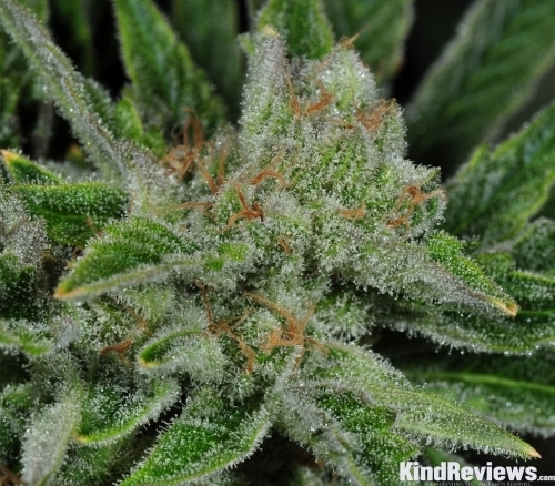 showing Indoor – 12/12 Photoperiod – Mostly Sativa – image 1 – Seed City