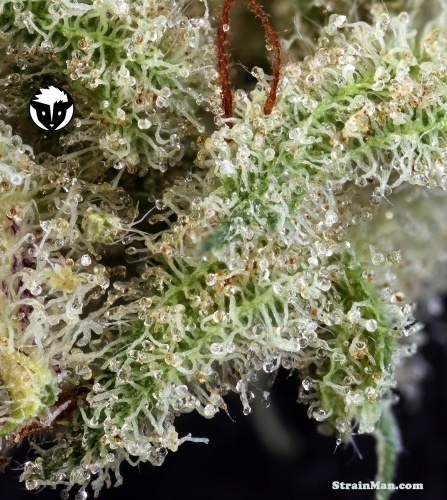 Ghost Train Haze #1 cannabis seeds – Mostly Sativa – 12/12 Photoperiod – Sour – image 2 from Seed City