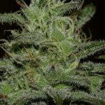 Girl Scout Crack by Seedsman Seeds – Female seeds – Stress Relief – 12/12 Photoperiod – image 2 – Seed City