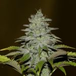 Girl Scout Crack from Seedsman Seeds