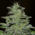 Girl Scout Crack cannabis seeds – Sweet – Stress Relief – 50% Indica/50% Sativa – image 4 from Seed City